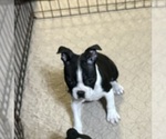 Small Photo #3 Boston Terrier Puppy For Sale in GLOUCESTER, VA, USA