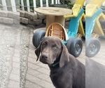 Puppy Green Labrador Retriever