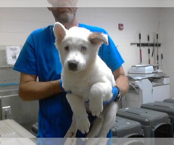 Medium Photo #1 American Pit Bull Terrier-Siberian Husky Mix Puppy For Sale in Fayetteville, NC, USA