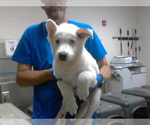 American Pit Bull Terrier-Siberian Husky Mix Dogs for adoption in Fayetteville, NC, USA