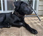 Small #3 Mutt