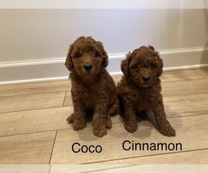 Miniature Labradoodle Puppy for sale in BLUFFTON, IN, USA