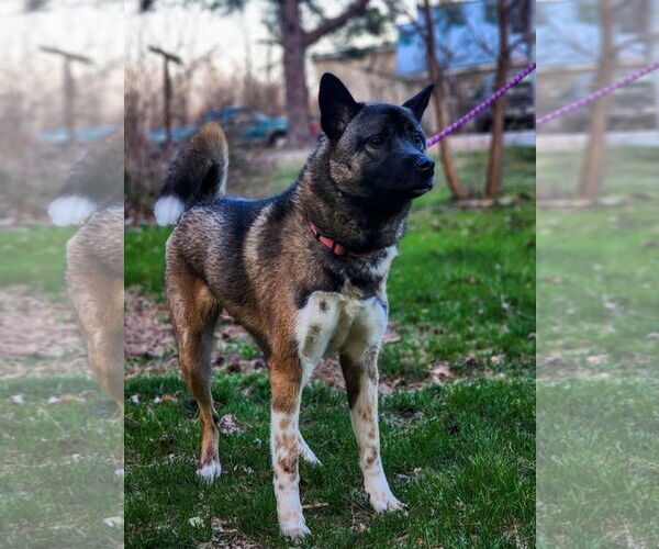 Medium Photo #9 Akita-Huskies  Mix Puppy For Sale in New London, WI, USA