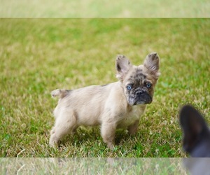 French Bulldog Puppy for sale in SAN JOSE, CA, USA