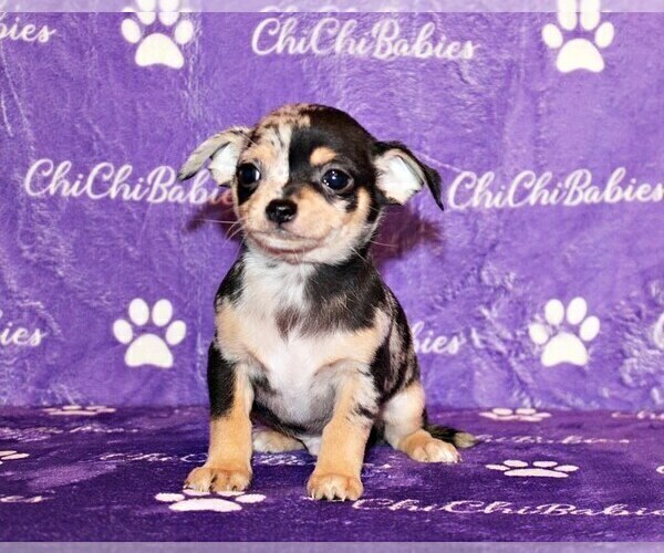 Medium Photo #40 Chihuahua Puppy For Sale in CHARLESTON, AR, USA
