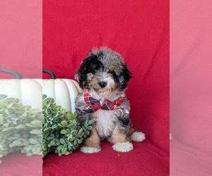 Bernedoodle (Miniature) Puppy for sale in OXFORD, PA, USA