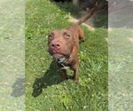 Small #2 American Staffordshire Terrier-Labrador Retriever Mix