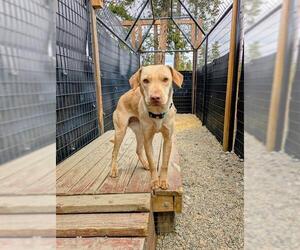 Borador Dogs for adoption in Frisco, CO, USA