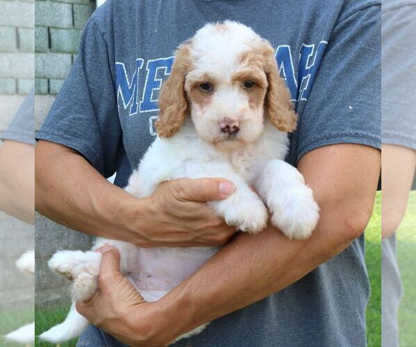 Medium Photo #3 Goldendoodle Puppy For Sale in NARVON, PA, USA