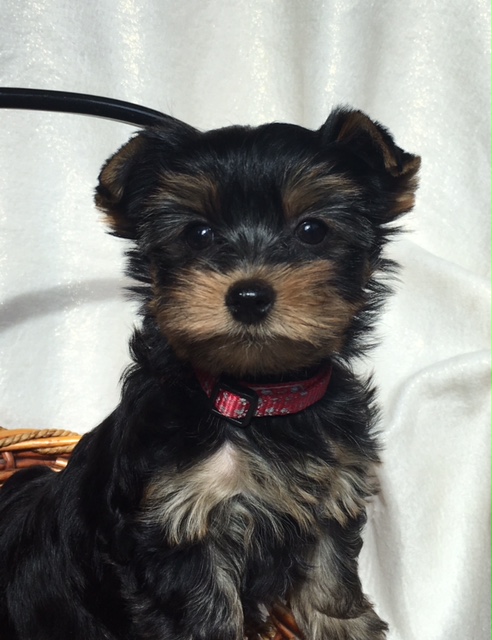 Medium Photo #1 Yorkshire Terrier Puppy For Sale in BIG LAKE, MN, USA