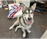 Small Basset Hound-Huskies  Mix
