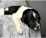 Small Photo #16 Goldendoodle Puppy For Sale in HOWARD CITY, MI, USA