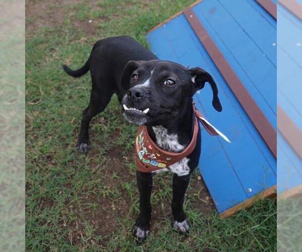 Medium Photo #1 Boxer-Unknown Mix Puppy For Sale in San Antonio, TX, USA