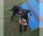 Small Boxer Mix