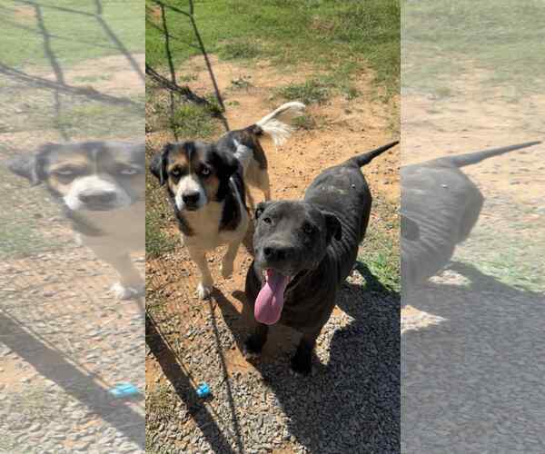 Medium Photo #3 Australian Shepherd-Unknown Mix Puppy For Sale in Stratham, NH, USA