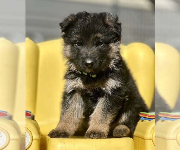 Medium Photo #5 German Shepherd Dog Puppy For Sale in FORT WHITE, FL, USA