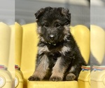 Small #4 German Shepherd Dog