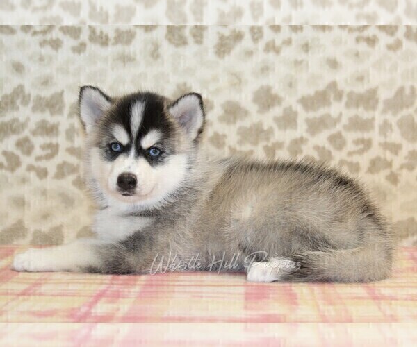 Medium Photo #2 Pomsky Puppy For Sale in DENVER, PA, USA