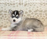 Small #1 Pomsky