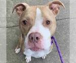 Small #2 American Staffordshire Terrier Mix