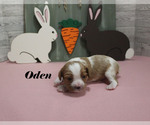 Small #4 Cavalier King Charles Spaniel