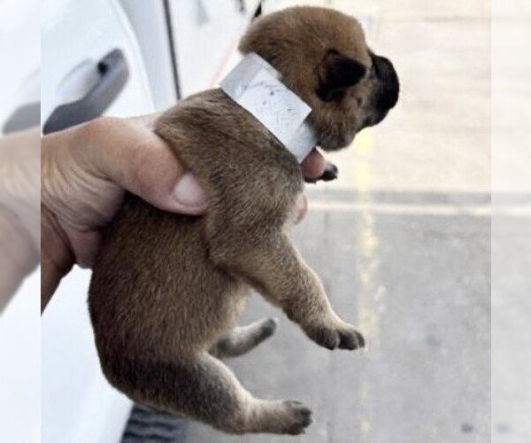 Medium Photo #1 Siberian Husky-Unknown Mix Puppy For Sale in Houston, TX, USA