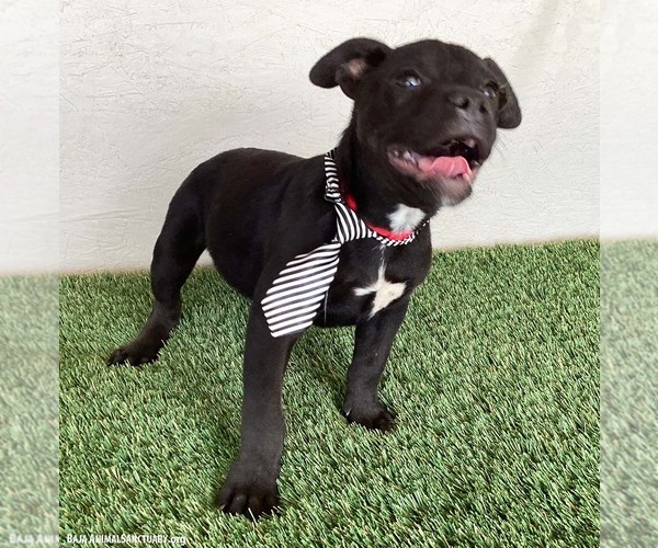 Medium Photo #3 American Staffordshire Terrier-Unknown Mix Puppy For Sale in San Diego, CA, USA