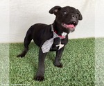 Small #2 American Staffordshire Terrier Mix
