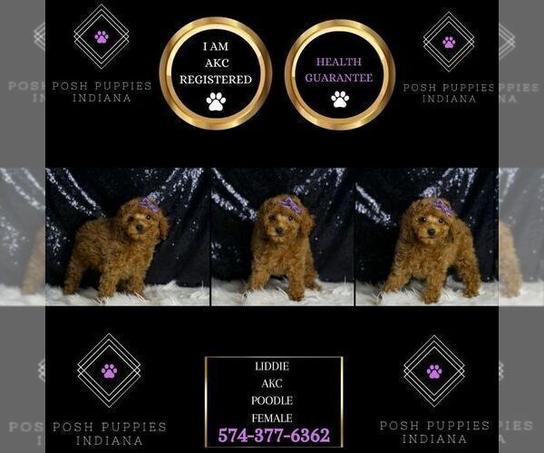Medium Photo #7 Poodle (Miniature) Puppy For Sale in WARSAW, IN, USA