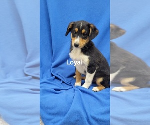 Mutt-Shetland Sheepdog Mix Puppy for sale in UNITY, WI, USA