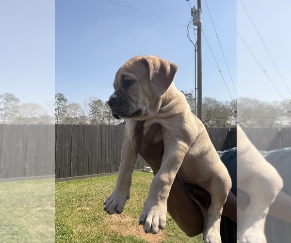Medium Photo #21 Cane Corso-Mastiff Mix Puppy For Sale in NEW CANEY, TX, USA