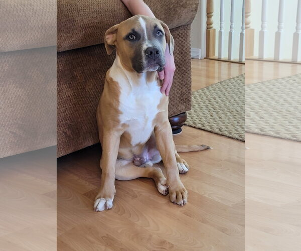 Medium Photo #2 Mutt Puppy For Sale in Sequim, WA, USA