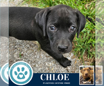 Small #1 American Pit Bull Terrier-Labrador Retriever Mix