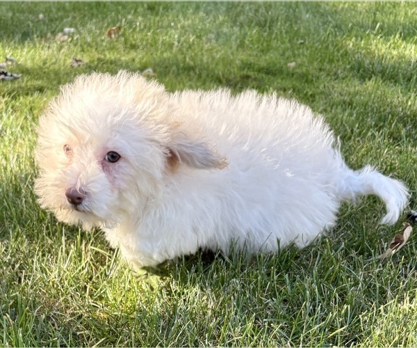 Medium Photo #9 Poovanese Puppy For Sale in FAIR HAVEN, MI, USA