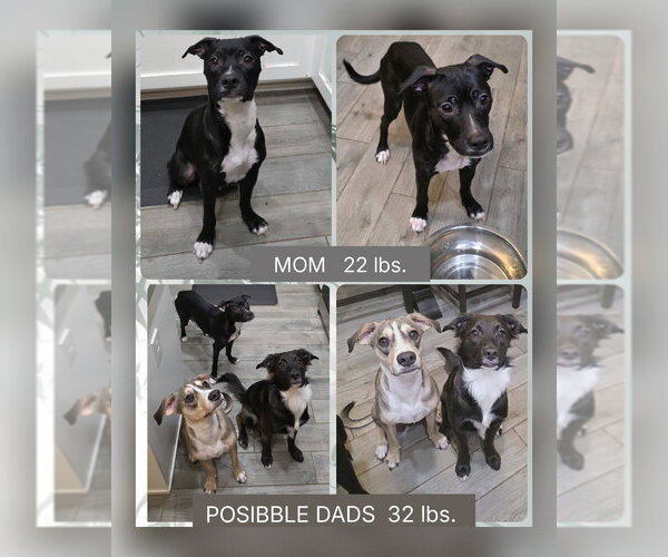 Medium Photo #7 Mutt Puppy For Sale in Mesa, AZ, USA