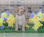 Small Photo #5 Labrador Retriever Puppy For Sale in BRIDGEWATER, VA, USA