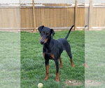Small Photo #2 Doberman Pinscher Puppy For Sale in Minneaoplis, MN, USA