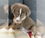 Puppy Ginger Australian Shepherd