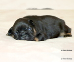 Small Photo #35 French Bulldog Puppy For Sale in WINNSBORO, TX, USA