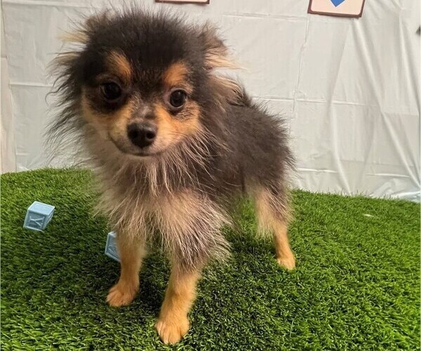 Medium Photo #3 Pomeranian Puppy For Sale in STUART, FL, USA