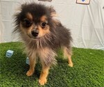 Small #2 Pomeranian