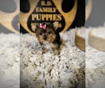 Small #1 Yorkshire Terrier