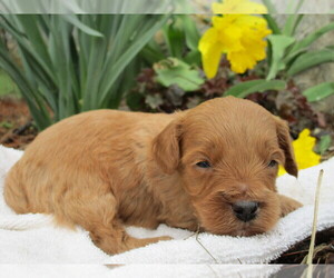 Cavapoo Puppy for sale in SHILOH, OH, USA