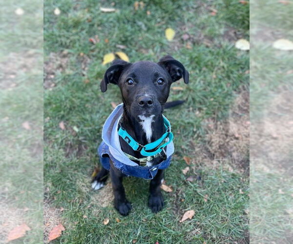 Medium Photo #1 Golden Retriever-Unknown Mix Puppy For Sale in Rochester, NY, USA