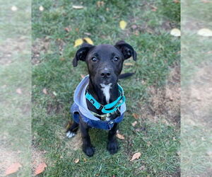 Golden Retriever-Unknown Mix Dogs for adoption in Rochester, NY, USA