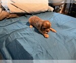 Small #1 Cavalier King Charles Spaniel