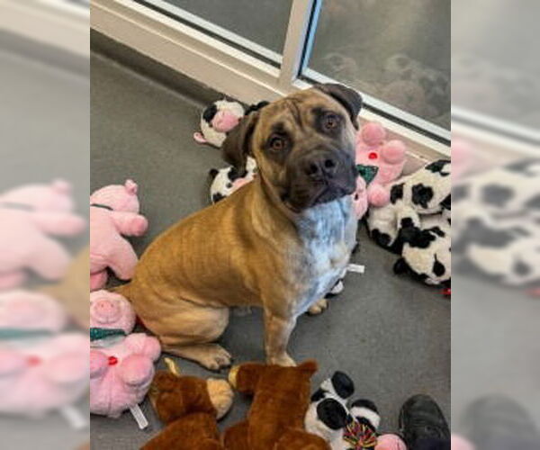 Medium Photo #5 Mastiff Puppy For Sale in Glen Allen, VA, USA