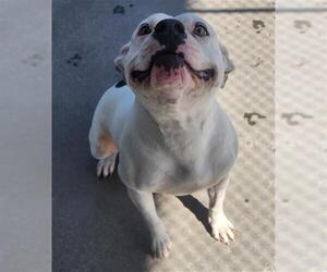 Mutt Dogs for adoption in Bakersfield, CA, USA