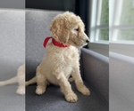 Small Photo #9 Goldendoodle Puppy For Sale in PORTLAND, OR, USA