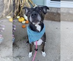 Small #1 Mutt